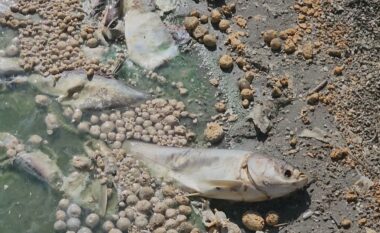 Rrezik epidemie në Petovë të Fierit, ngordhin rreth 5 ton peshk nga i nxehti që ul nivelin e rezervuarëve