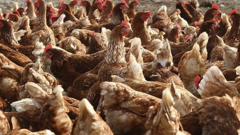 “Të kontrollohen të gjitha pularitë”, eksperti ngre alarmin për shpendët nga Brazili