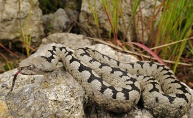 Efekt i të nxehtit, shtohen rastet e helmimeve nga insektet dhe gjarpërinjtë në Shqipëri