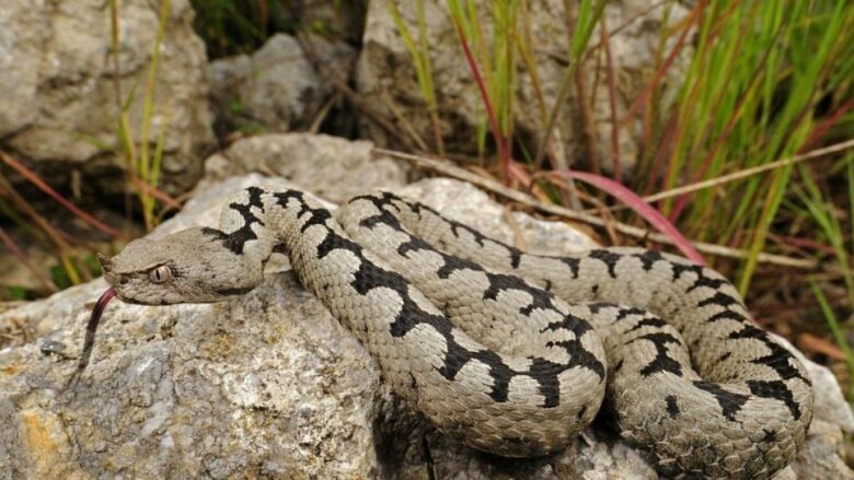 Efekt i të nxehtit, shtohen rastet e helmimeve nga insektet dhe gjarpërinjtë në Shqipëri