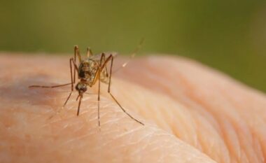 Virusi i Nilit Perëndimor i pranishëm në rajon, IKSHPK bën thirrje për kujdes nga pickimi i mushkonjave