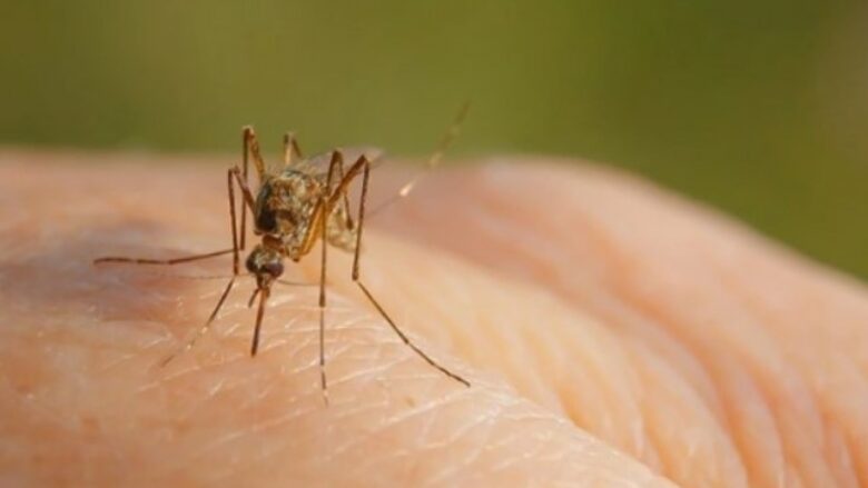 Virusi i Nilit Perëndimor i pranishëm në rajon, IKSHPK bën thirrje për kujdes nga pickimi i mushkonjave