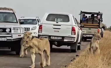 Tufa e luanëve kalon rrugën në Afrikën e Jugut , shoferët detyrohen të ndalen për pak – një burrë e humb durimin dhe nuk respekton vendimin e shumicës