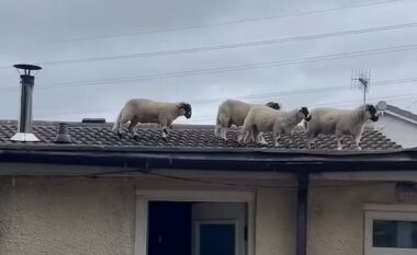 I zgjoi një zhurmë e çuditshme që vinte nga kulmi, çifti britanik habitet kur sheh tufën e deleve