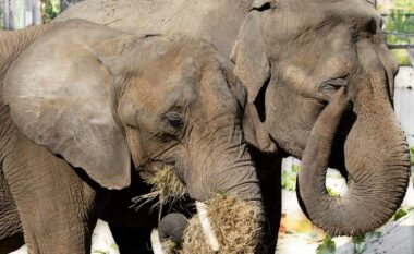 ZOO Shkup: Elefanti ishte e moshuar dhe e sëmurë, vendimi për eutanizimin e saj u mor nga ekspertë nga Belgjika