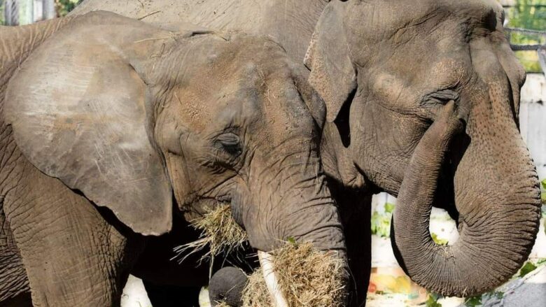 ZOO Shkup: Elefanti ishte e moshuar dhe e sëmurë, vendimi për eutanizimin e saj u mor nga ekspertë nga Belgjika