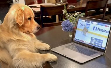 Golden Retriever u hutua plotësisht kur e pa veten në ekranin e laptopit