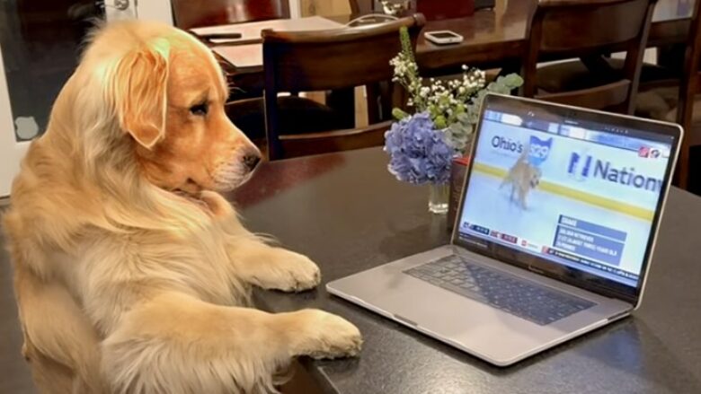 Golden Retriever u hutua plotësisht kur e pa veten në ekranin e laptopit