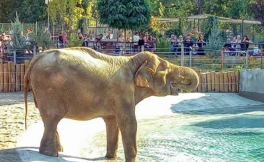 Ngordh një elefant në Kopshtin Zoologjik të Shkupit