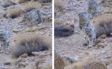 Publikohen pamje të rralla të tre leopardëve të borës, mahnitet interneti