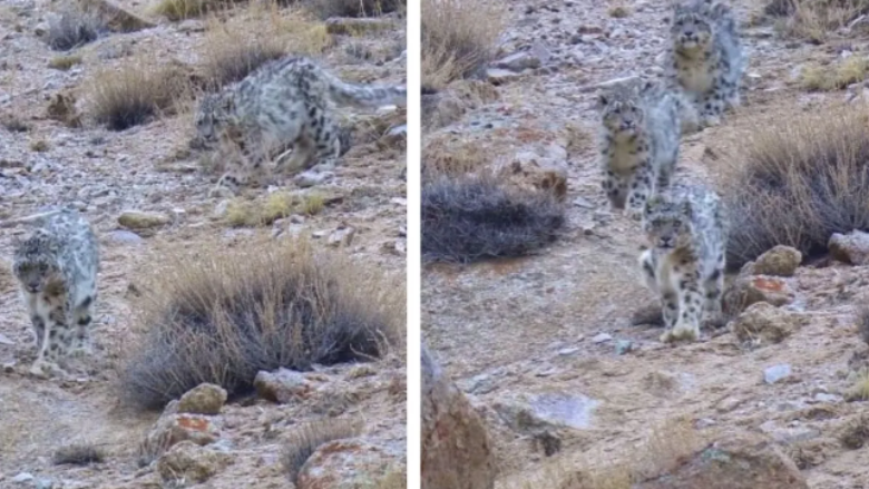 Publikohen pamje të rralla të tre leopardëve të borës, mahnitet interneti