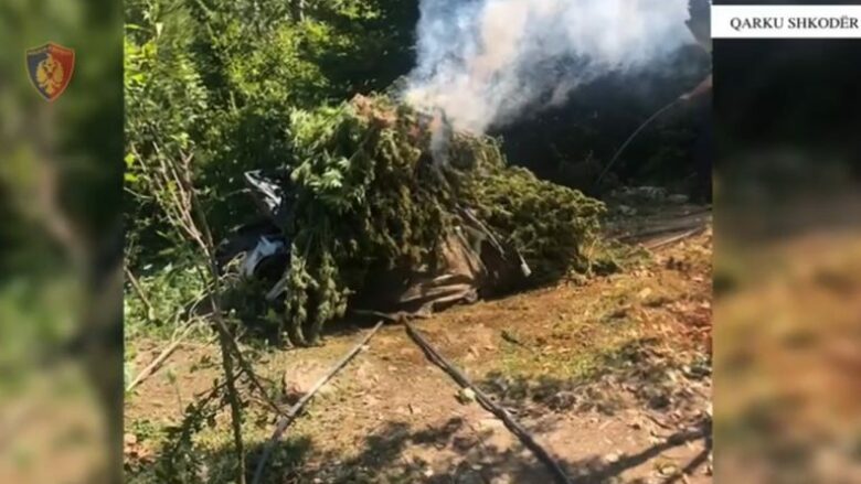 Asgjësohen mbi 17 mijë bimë dhe fidanë kanabis, arrestohen dy shtetas në Shkodër