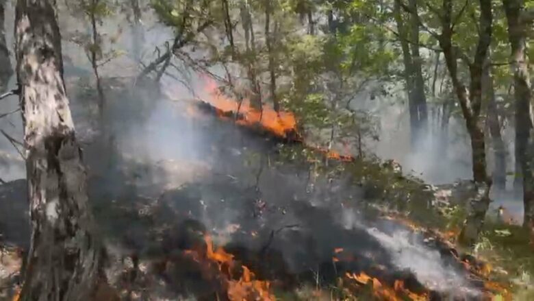 100 zjarrfikës në terren, del jashtë kontrollit zjarri në Parkun Kombëtar të Prespës