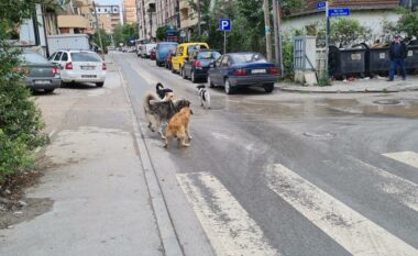 Qytetarët në Lipjan ankohen se po rrezikohen nga qentë endacakë