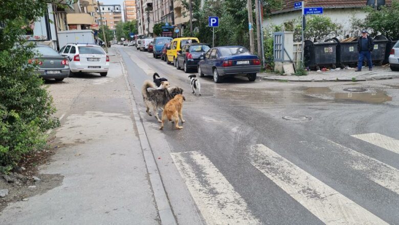 Qytetarët në Lipjan ankohen se po rrezikohen nga qentë endacakë