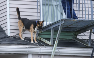 Një qen hipi në çatinë e një shtëpie në Massachusetts – por me gjasë nuk dinte si të kthehej brenda