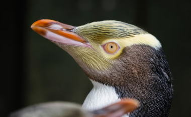 Pinguini i rrallë fiton konkursin e zogut të vitit në Zelandën e Re