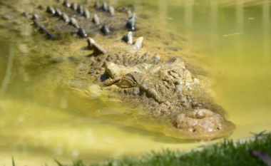 Po shëtiste qenin e saj në Florida, gruaja mezi i shpëton sulmit nga aligatori