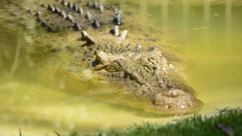 Po shëtiste qenin e saj në Florida, gruaja mezi i shpëton sulmit nga aligatori