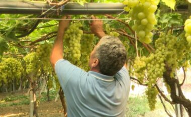 Fshatrat e Kavajës plot me rrush, bujqit në kërkim të tregjeve të huaja