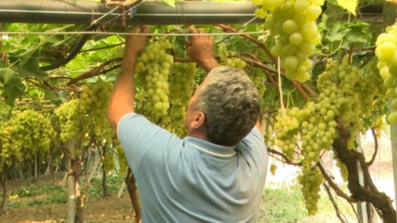 Fshatrat e Kavajës plot me rrush, bujqit në kërkim të tregjeve të huaja