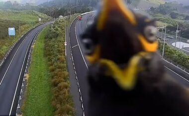 Zogu ia “mësyn” kamerave të sigurisë në autostradat e Zelandës së Re