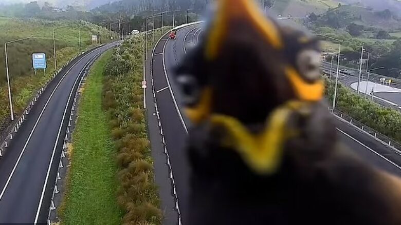 Zogu ia “mësyn” kamerave të sigurisë në autostradat e Zelandës së Re