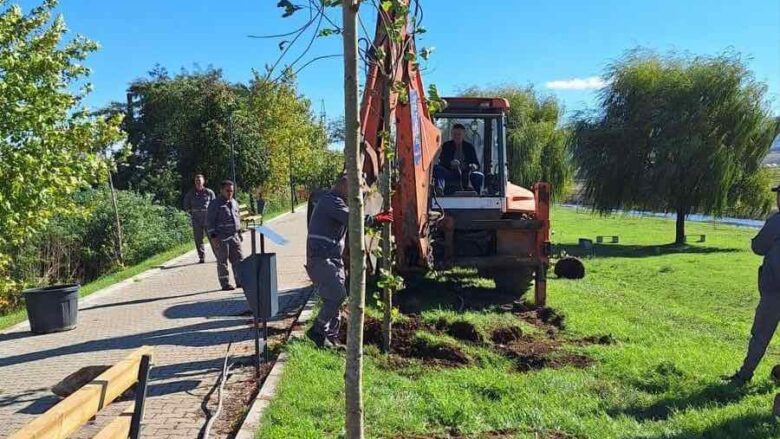 Vazhdon mbledhja e drunjve dekorativ në hapësirat publike në Vushtrri