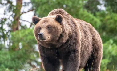 Sulmohet nga ariu teksa ishte duke mbledhur kërpudha në malet e Sllovakisë, burri vdes nga plagët e marra