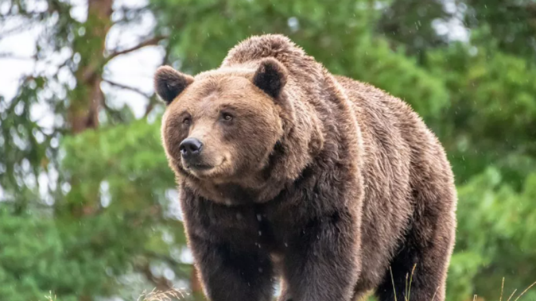 Sulmohet nga ariu teksa ishte duke mbledhur kërpudha në malet e Sllovakisë, burri vdes nga plagët e marra