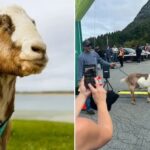 Dhia vendosi të merrte pjesë në një maratonë dhe largohet me një medalje