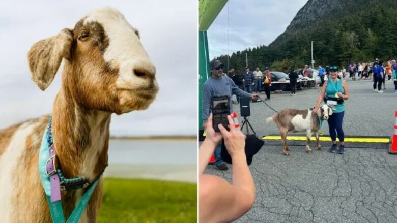 Dhia vendosi të merrte pjesë në një maratonë dhe largohet me një medalje