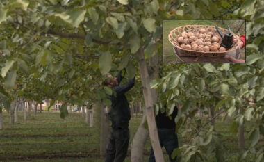 Arrat e Kalifornisë në tokat e Malishevës