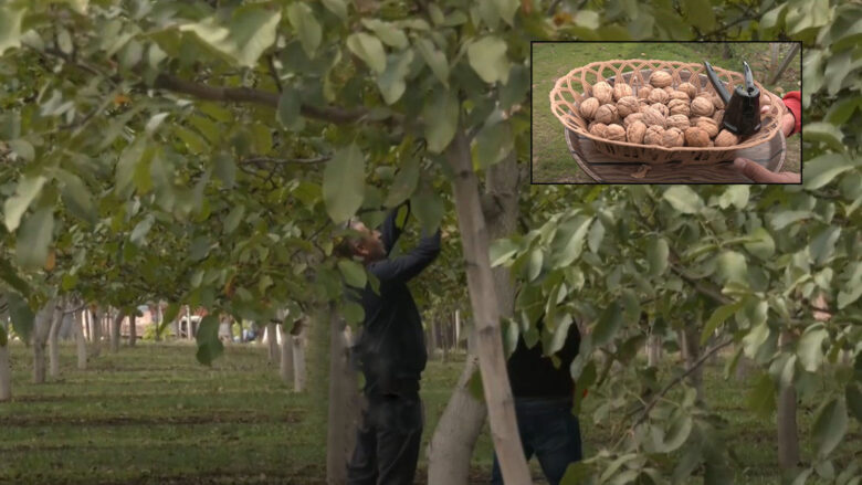 Arrat e Kalifornisë në tokat e Malishevës