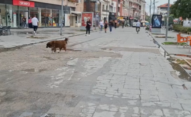 Dita Botërore e Kafshëve: 100 mijë euro për ambulancën veterinare dhe 300 mijë për menaxhimin e qenve në Pejë