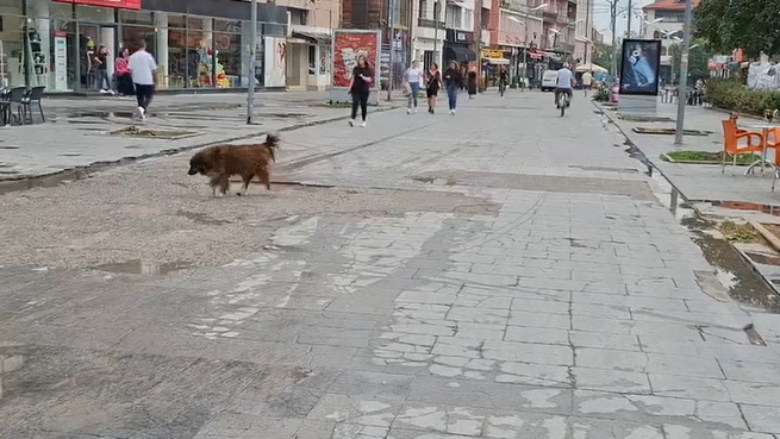 Dita Botërore e Kafshëve: 100 mijë euro për ambulancën veterinare dhe 300 mijë për menaxhimin e qenve në Pejë