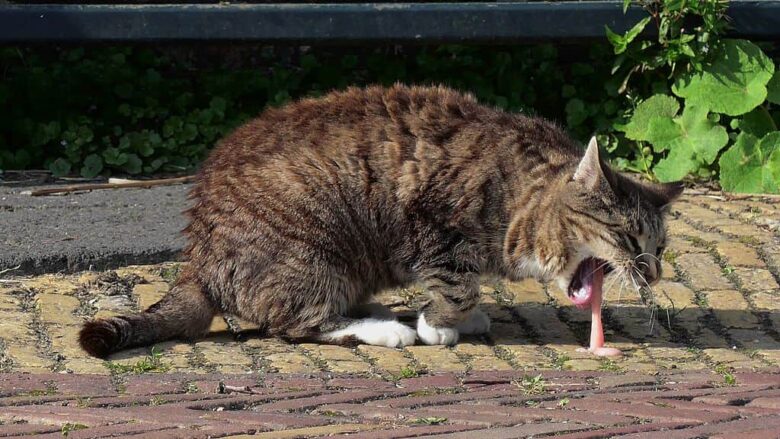 Why does the cat vomit food If she vomits at least once a week contact the vet Telegraph Telegraph