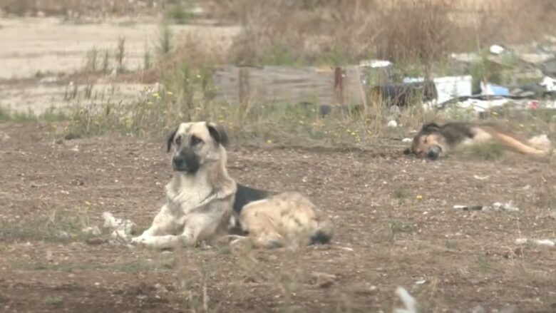 Brestovci thotë se largimi i qenve endacakë nga QKUK do bëhet deri në mars