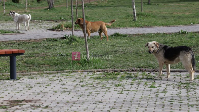 Mitrovica në hall me qentë endacakë, komuna pritet ta trajtojë këtë problem përmes një tenderi