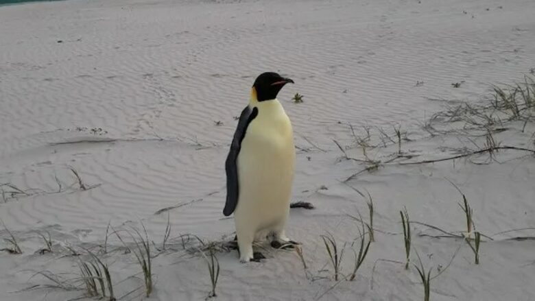 “Pinguini perandor” kapet pasi kishte bërë një rrugëtim rreth 3500 kilometra drejt Australisë