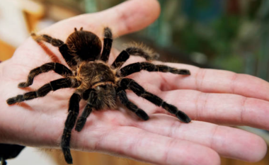 Arrestohet një kontrabandist në Peru me mbi 300 tarantula të lidhura në trupin e tij