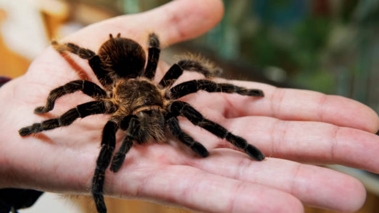 Arrestohet një kontrabandist në Peru me mbi 300 tarantula të lidhura në trupin e tij