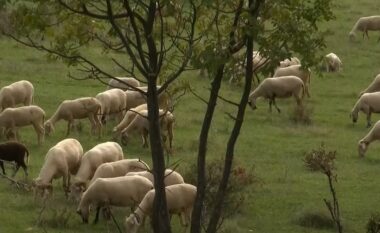 Rritet numri i fermerëve në Prizren që merren me bagëti