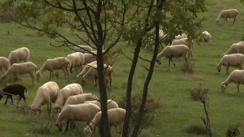 Rritet numri i fermerëve në Prizren që merren me bagëti