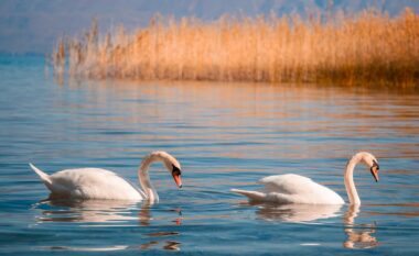 Ngjyrat e vjeshtës tërheqin vizitorët në Pogradec