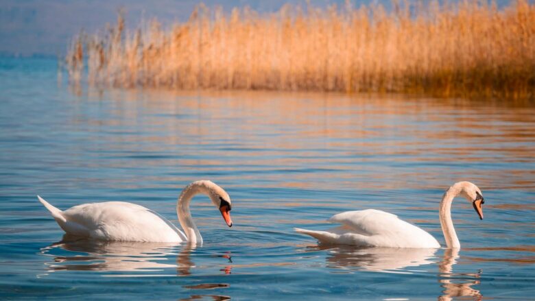 Ngjyrat e vjeshtës tërheqin vizitorët në Pogradec