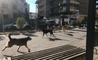 Frikë dhe rrezik në sheshin e Gjilanit, qytetarët në siklet nga qentë endacakë