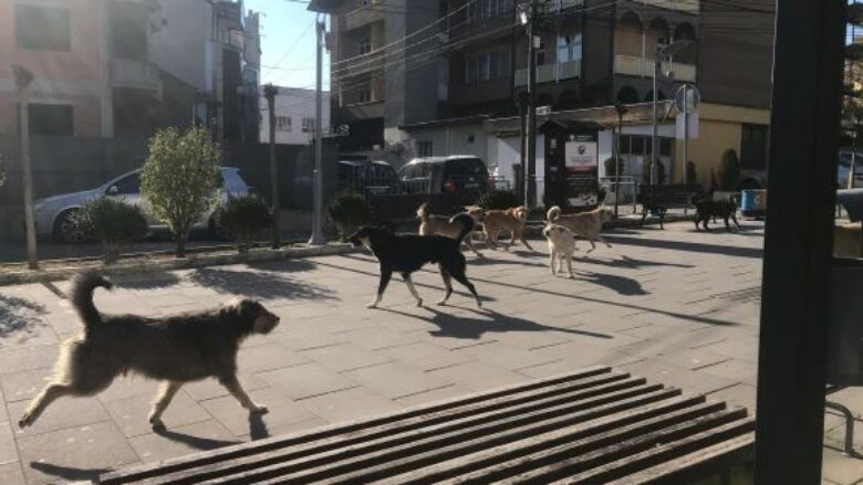 Frikë dhe rrezik në sheshin e Gjilanit, qytetarët në siklet nga qentë endacakë