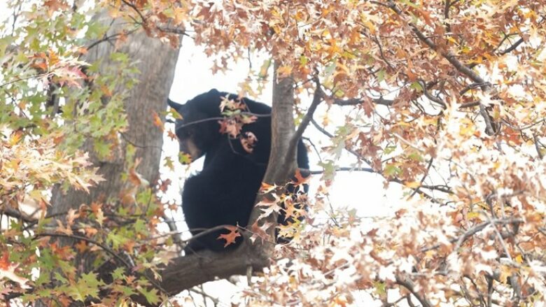 Gjuetari në SHBA humb jetën pasi ariu i plagosur ra mbi të nga një pemë