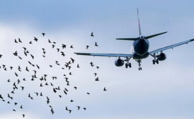 Sa të rrezikshme janë sulmet e zogjve gjatë fluturimit të një aeroplani?